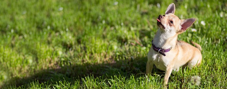 How to Train a Hyper Chihuahua to Calm Down